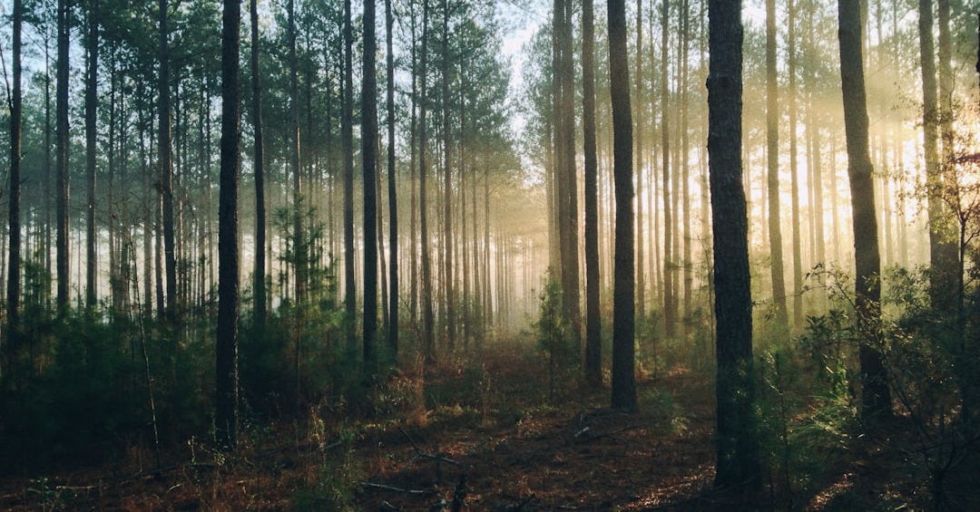 photography of tall trees at daytime photography of tall trees at daytime