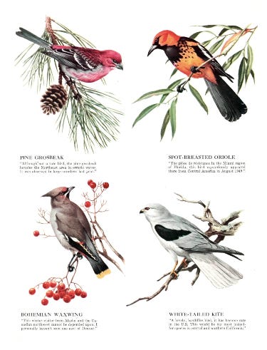 thumbnail image 2 of Bird Watchers Guide - Sports Illustrated Magazine - 1955 Vintage Original 2 of 3