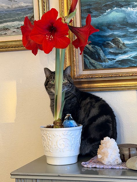 photos of cats, the northern lights, my beautiful birthday cake