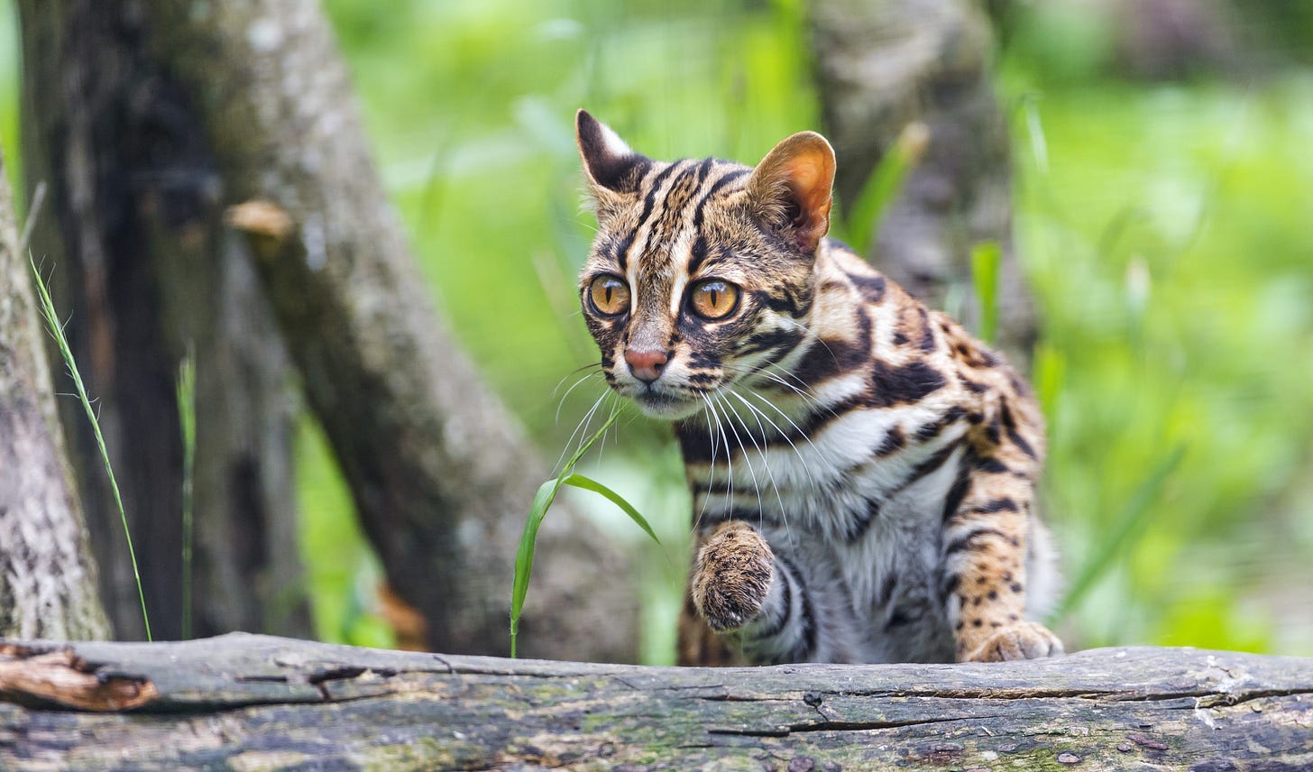How the Cat Conquered China - by Doug Rooney
