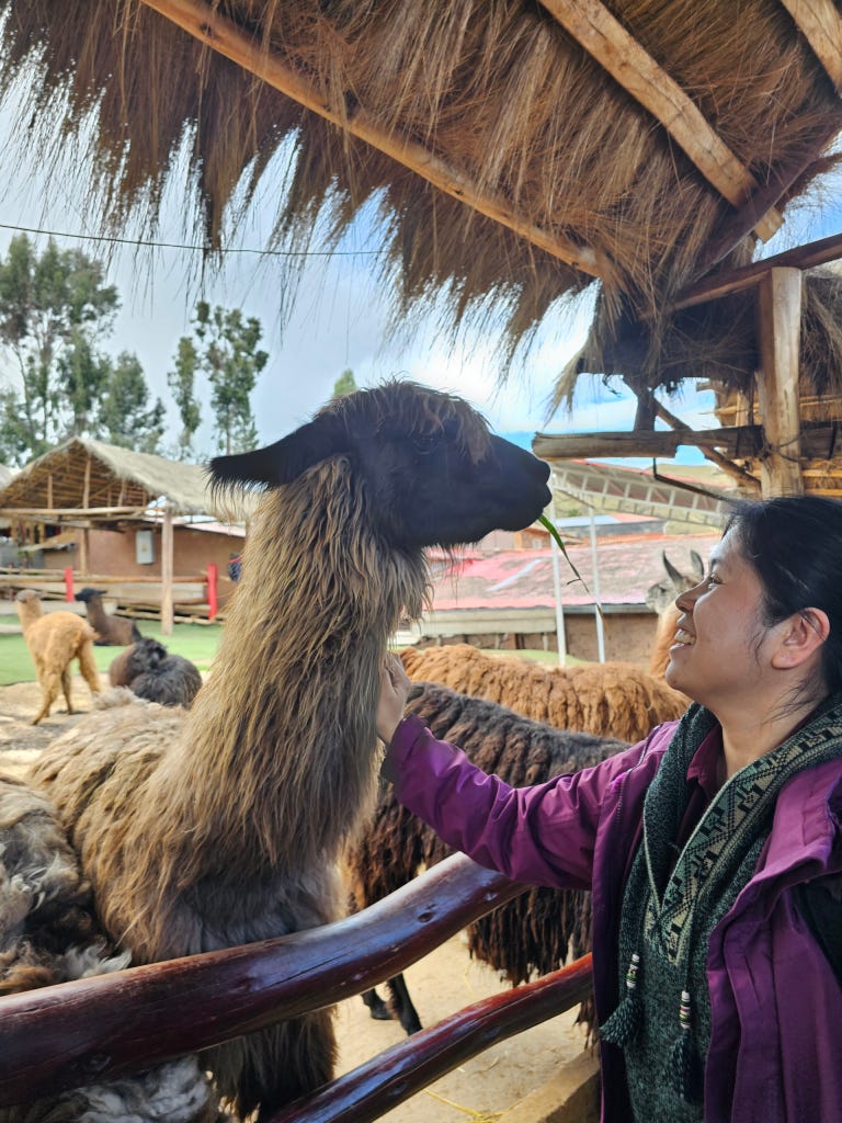 Petting a llama in Peru Petting a llama in Peru