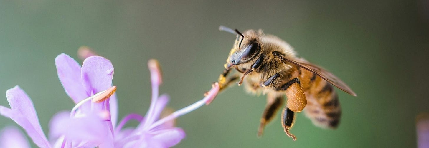 bee sipping on purple floewr