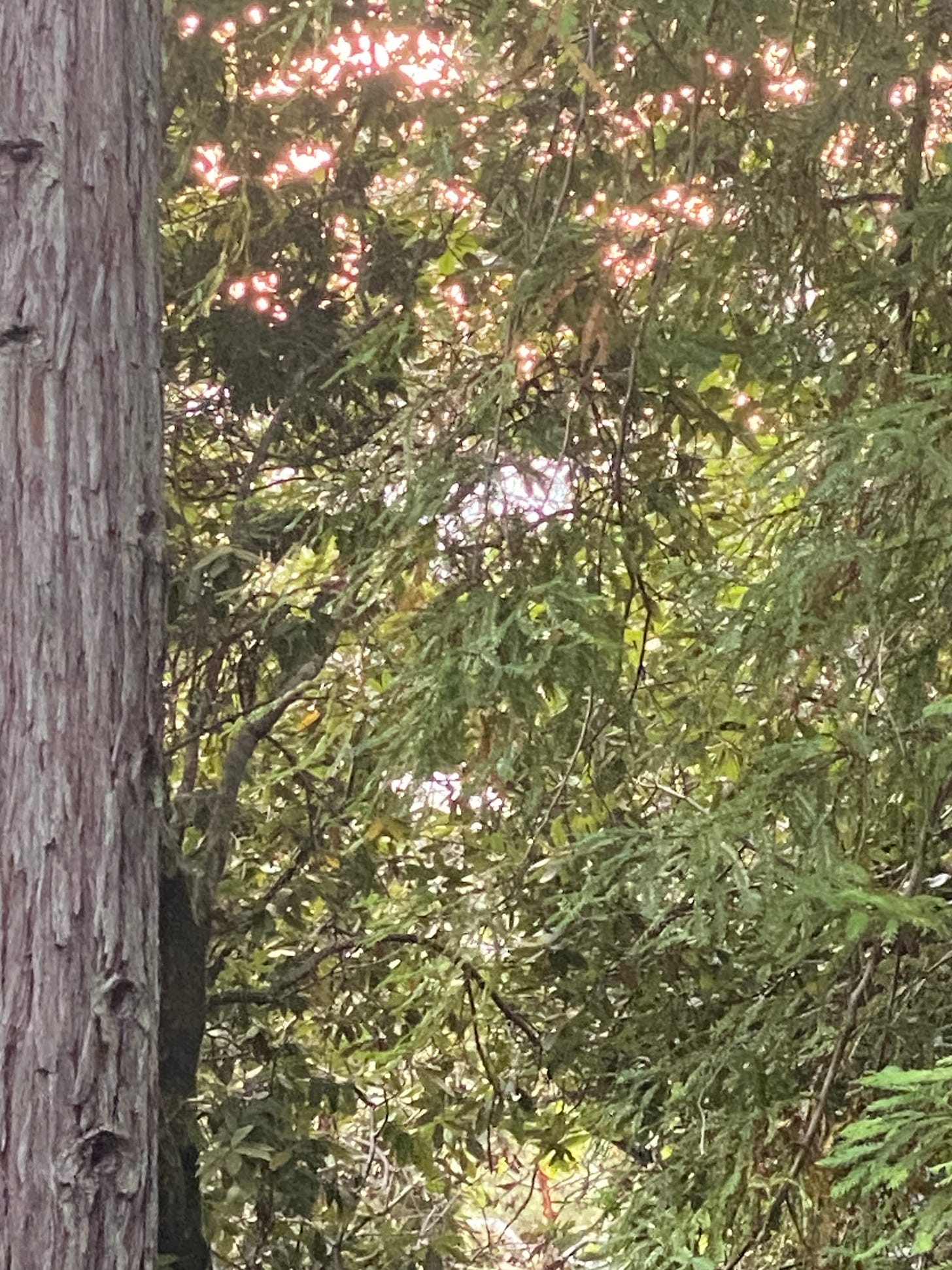 A zoom-in on the pinkish and whitish lights through green leaves and branches A zoom-in on the pinkish and whitish lights through green leaves and branches
