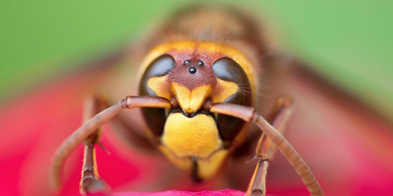 Who invited the drunk wasp to the BBQ?