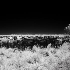 Dudas Regenerativas: Los problemas con la idea del agro para venderse como solución