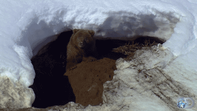 Hibernating GIFs - Find & Share on GIPHY Hibernating GIFs - Find & Share on GIPHY