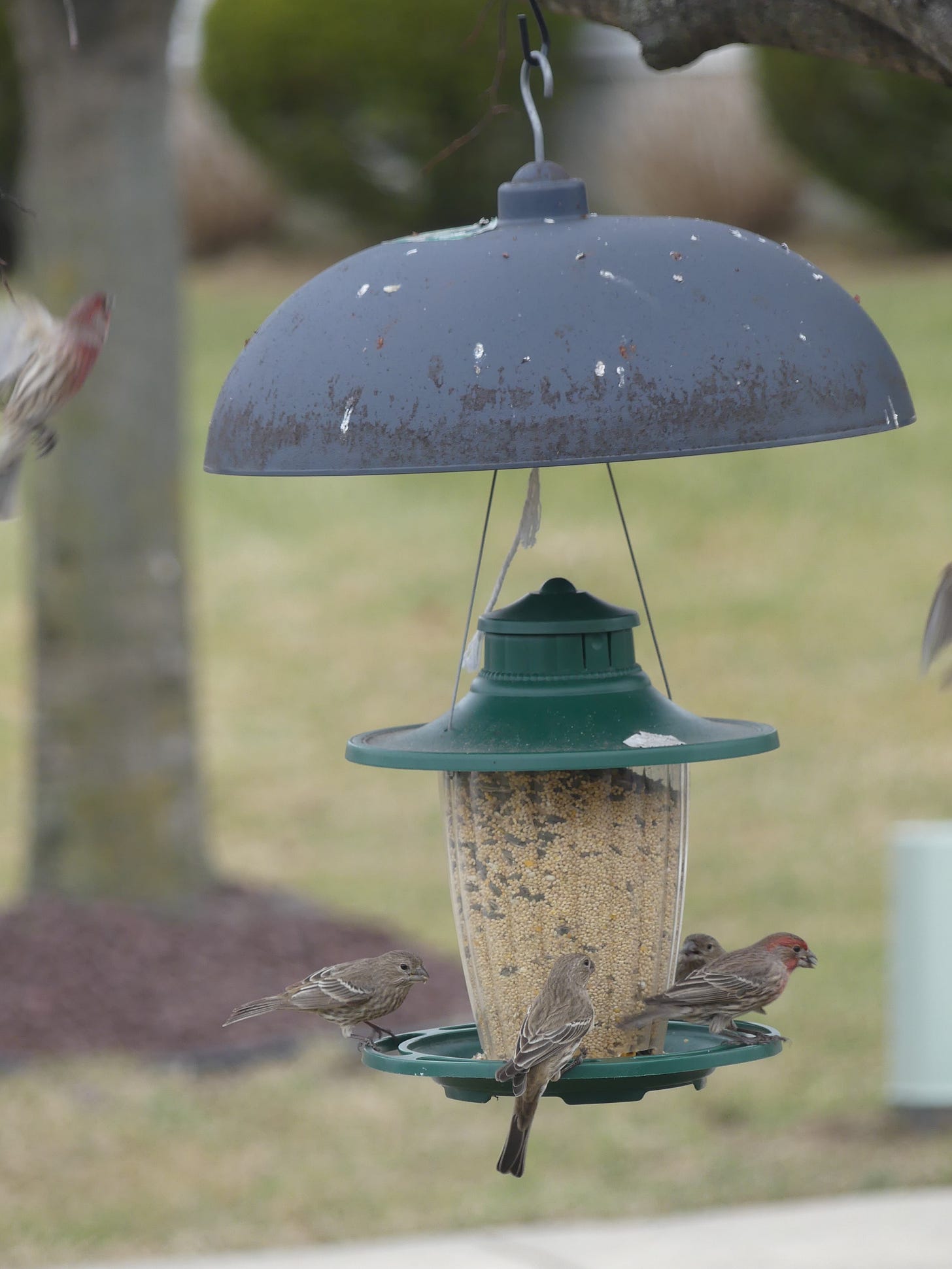 bird feeder with a row of birds eating the seeds, others flying up for their turn
