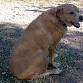 Case Report: Canine High-Grade Soft Tissue Sarcoma, age 9