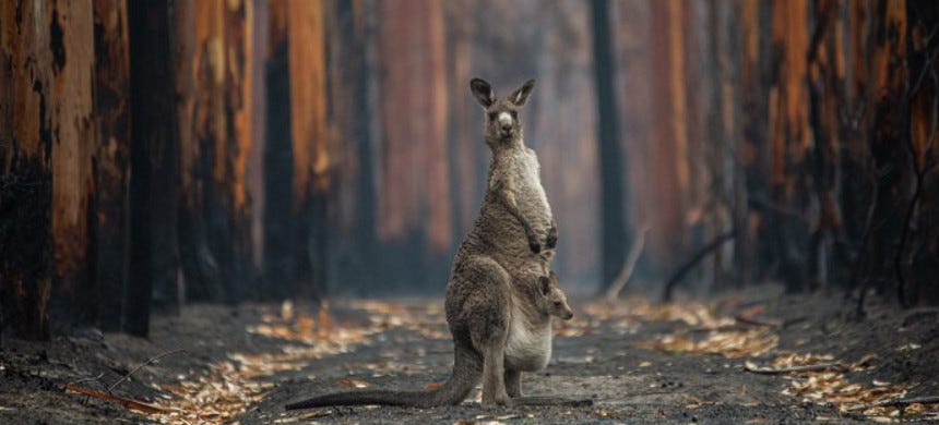 Koalas and Other Marsupials Struggle to Recover From Australia's Bushfires Koalas and Other Marsupials Struggle to Recover From Australia's Bushfires