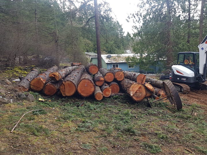 Felled Trees on Ground