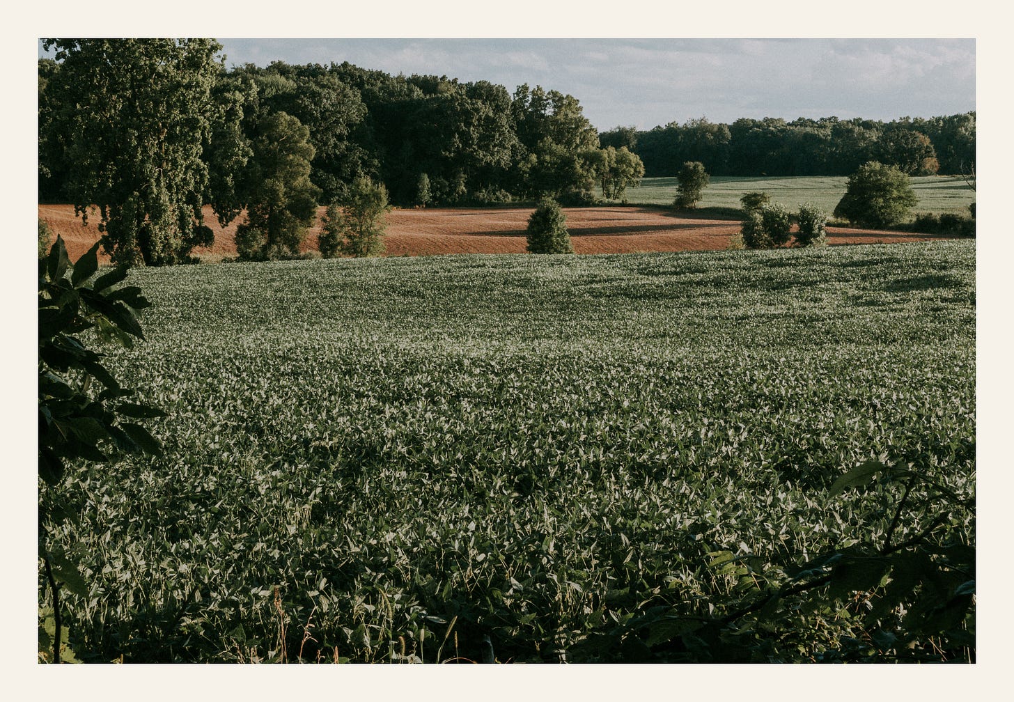 Farmland in Durand, Michigan