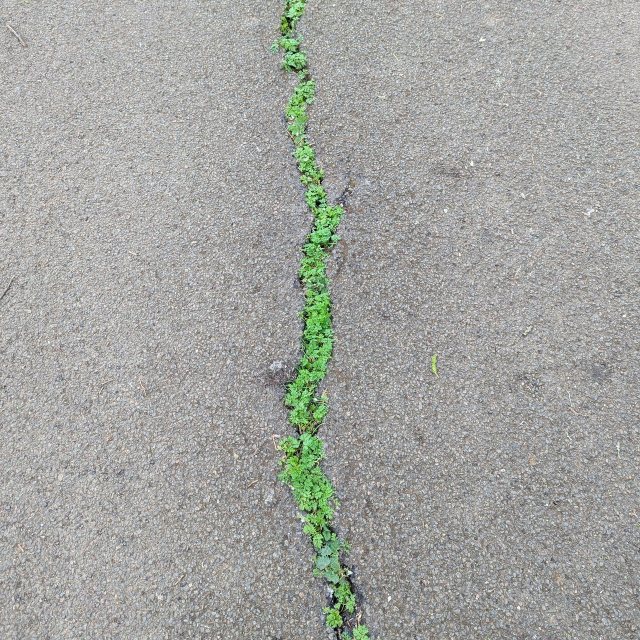 These Expectant Rooms