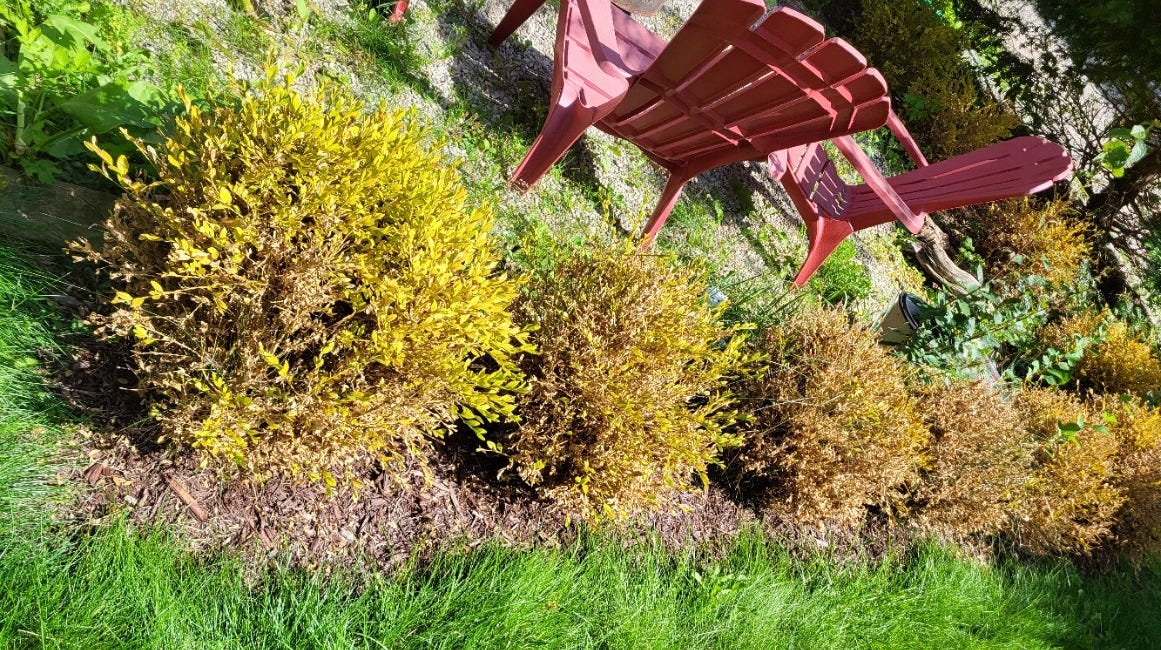 Bye Bye, Boxwood: Local Gardeners Grapple With Blight and Invasive Moths