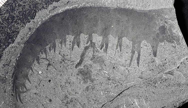A close up of an Anomalocaris arm showing its spiked inside edge. A close up of an Anomalocaris arm showing its spiked inside edge.