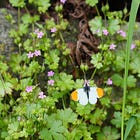 Geranium lucidum | shining cranesbill