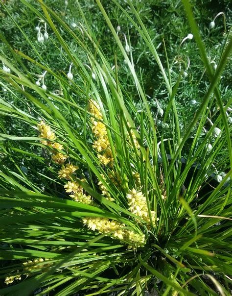 Lomandra multiflora.jpeg