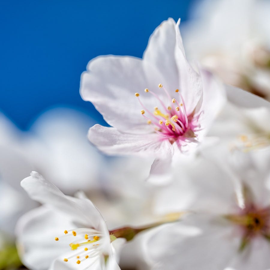 2026 Cherry Blossom Watch