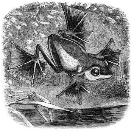 La grenouille de Bornéo, en plein vol (ses pattes palmées, rappelant les ailes des chauve-souris, lui permettent de planer dans les airs) La grenouille de Bornéo, en plein vol (ses pattes palmées, rappelant les ailes des chauve-souris, lui permettent de planer dans les airs)