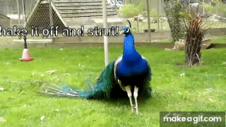 A strutting Peacock showing off Feathers on Make a GIF