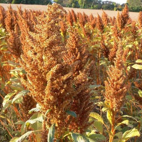Amaranth, Golden Giant | Siskiyou Seeds