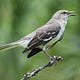 The Tennessee Mockingbird