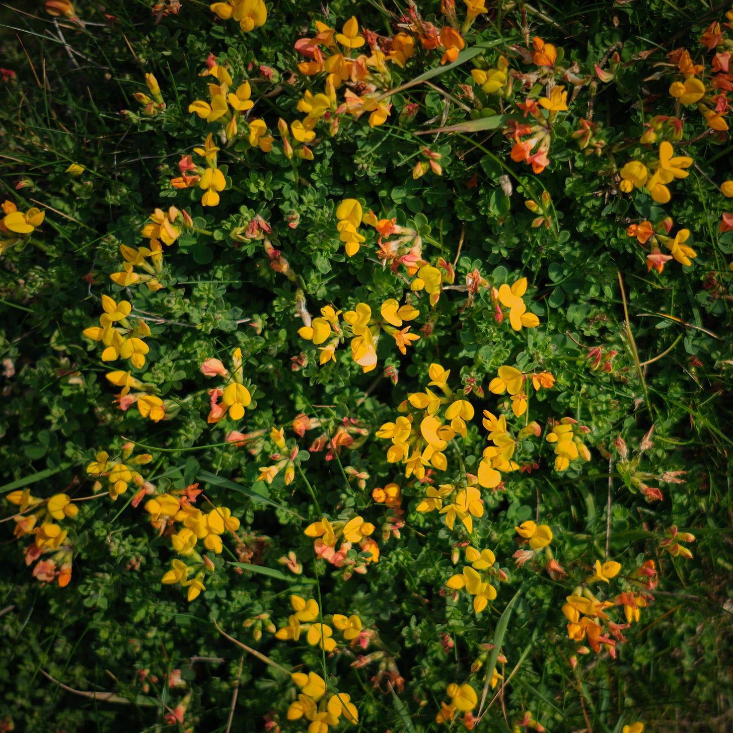 Bird’s-foot trefoil