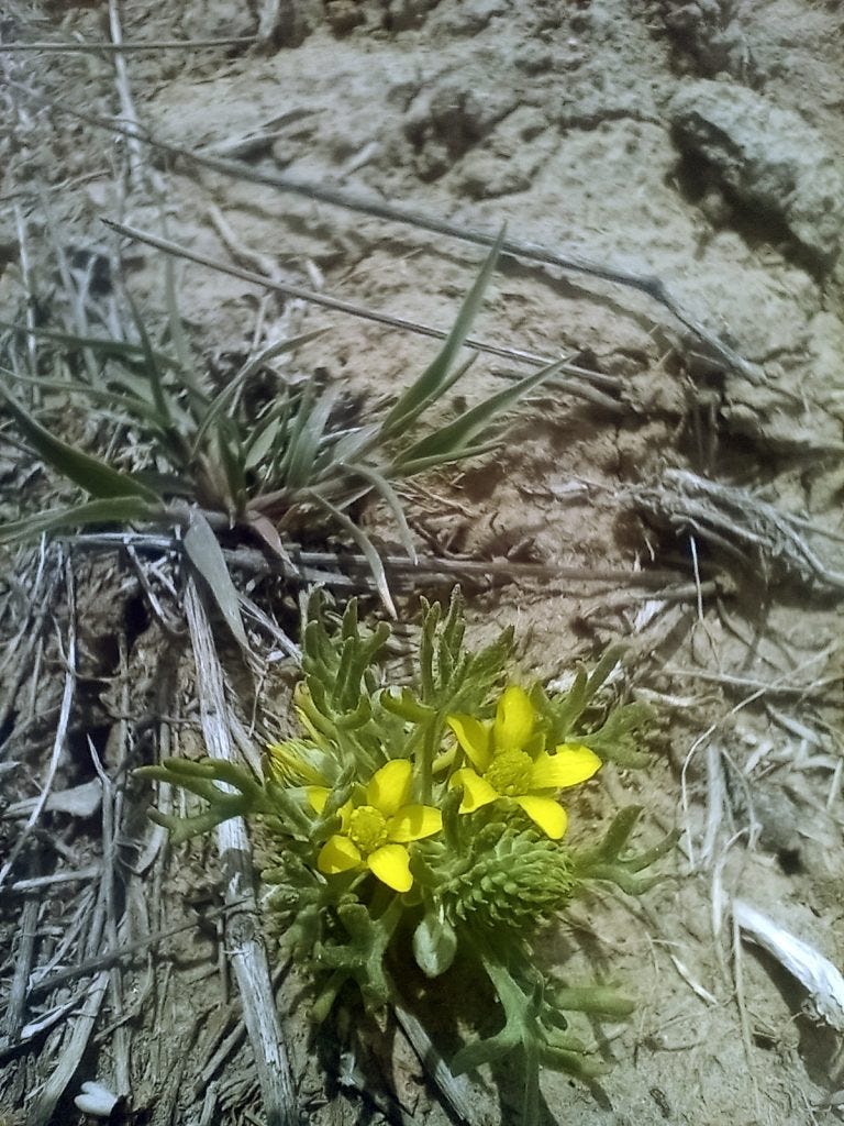 Photo 24: Rangeland buttercup (Ranunculus spp) in moister depressions and drainages, look for Yampa where this buttercup is Photo 24: Rangeland buttercup (Ranunculus spp) in moister depressions and drainages, look for Yampa where this buttercup is