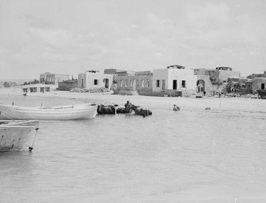 Black-and-white photo of Tantura, with stone houses by the shore, cows standing in the water, and a small boat in the foreground.