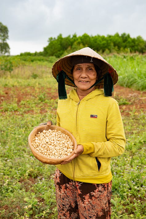 Photos of: an older woman in a field holding a basket of small alliums, 3 people working tilling soil to harvest galangal, and green peppercorns on the vine.
