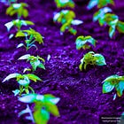 Moderna's Parent Company Now Spraying RNA Into Your Food