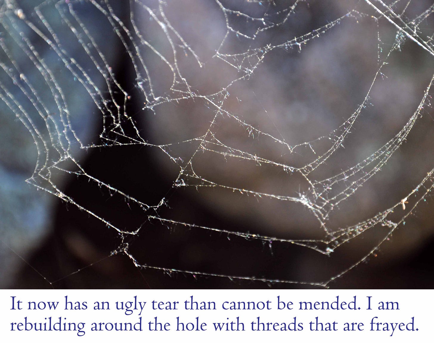 I Live on a Fragile Web | Lily Mugford I Live on a Fragile Web | Lily Mugford