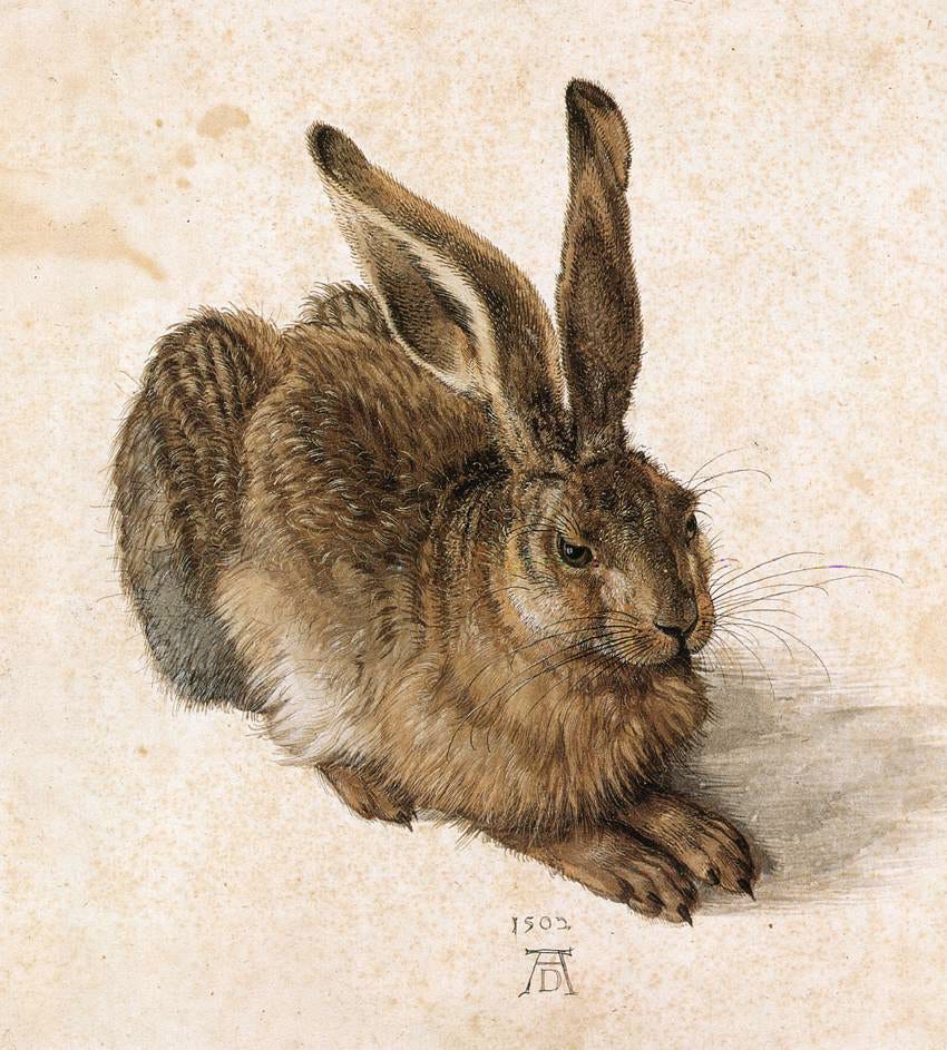 Durer Young Hare painted in bodycolour