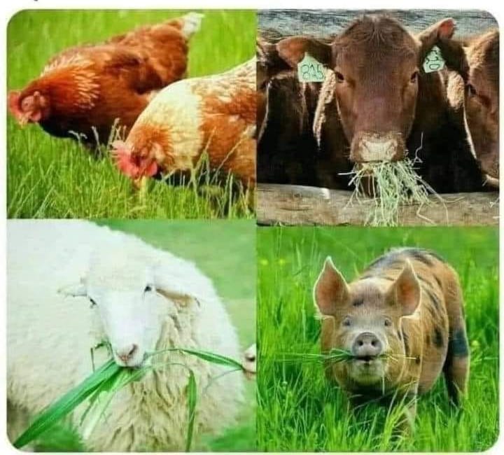 Don't let them pull your heartstrings