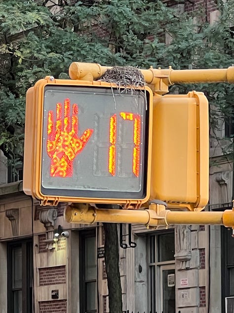 Three images: A large Oak Tree, a crosswalk with a bird's nest on top of it, and a flower garden either obscuring or framing the apartment buildings across the street.