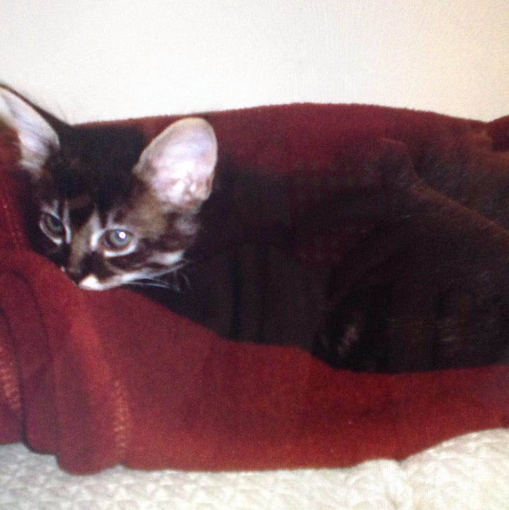 A gallery of four photos of Athena, looking up from the floor, sitting behind the bathtub, curled up on the chair, and baby Athena on a red blanket.