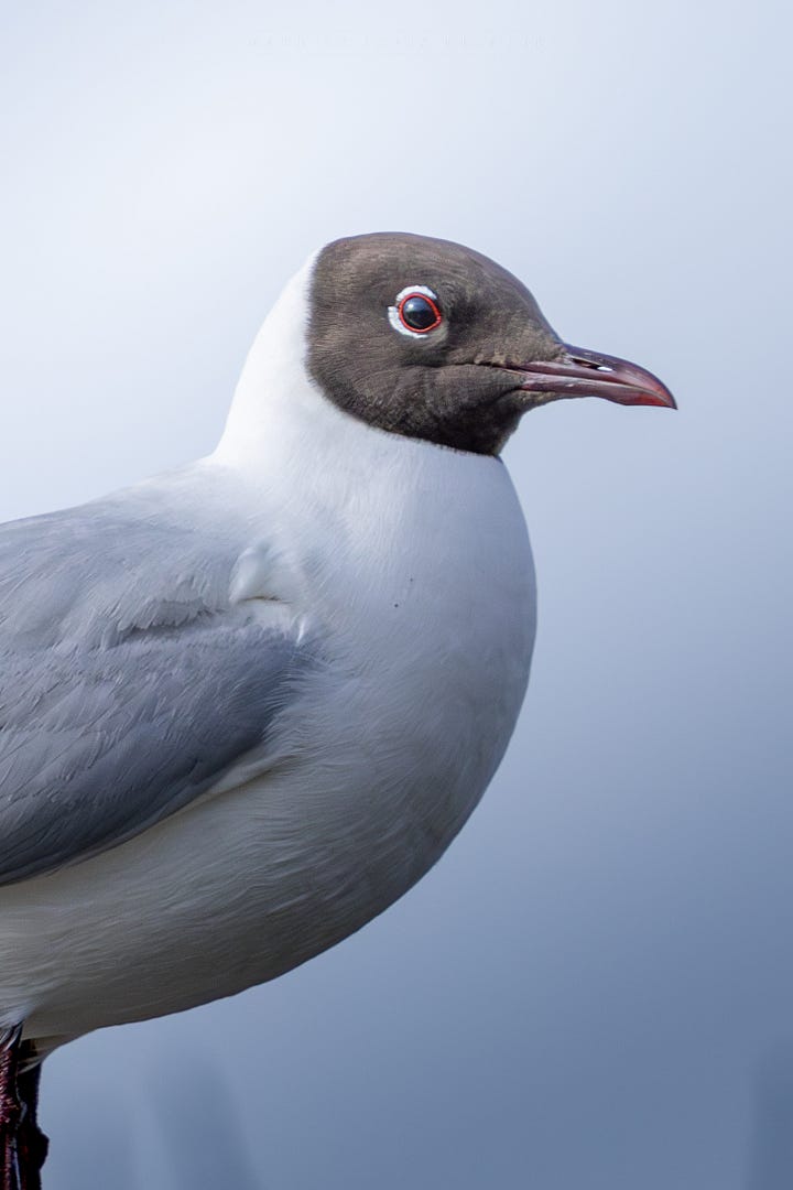 Black-Headed Gull