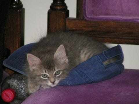 Kali_Hat_Bed Kali_Hat_Bed
