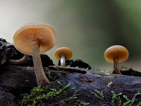 caramel capped mushrooms growing from wood