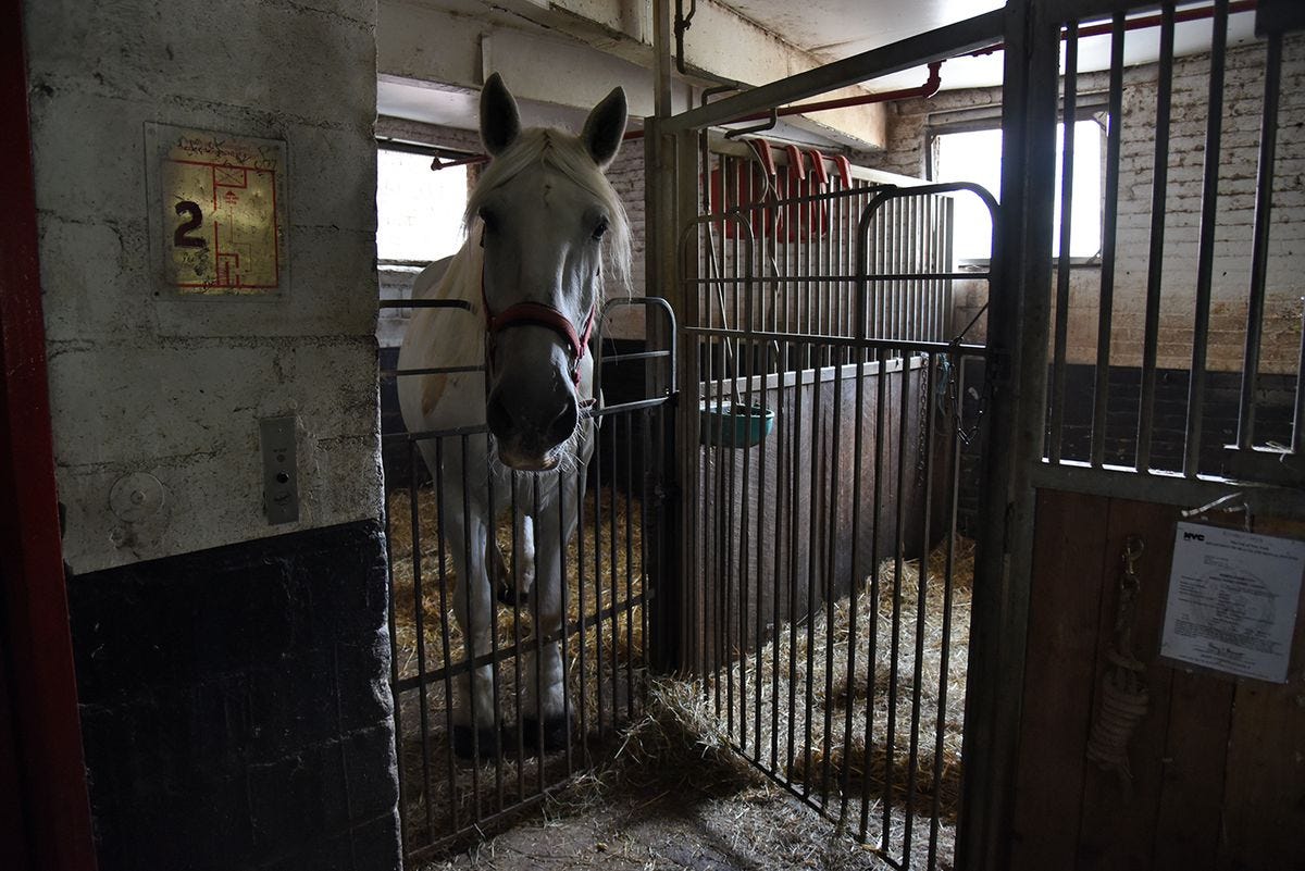 Visiting New York City's last horse stables - Curbed NY