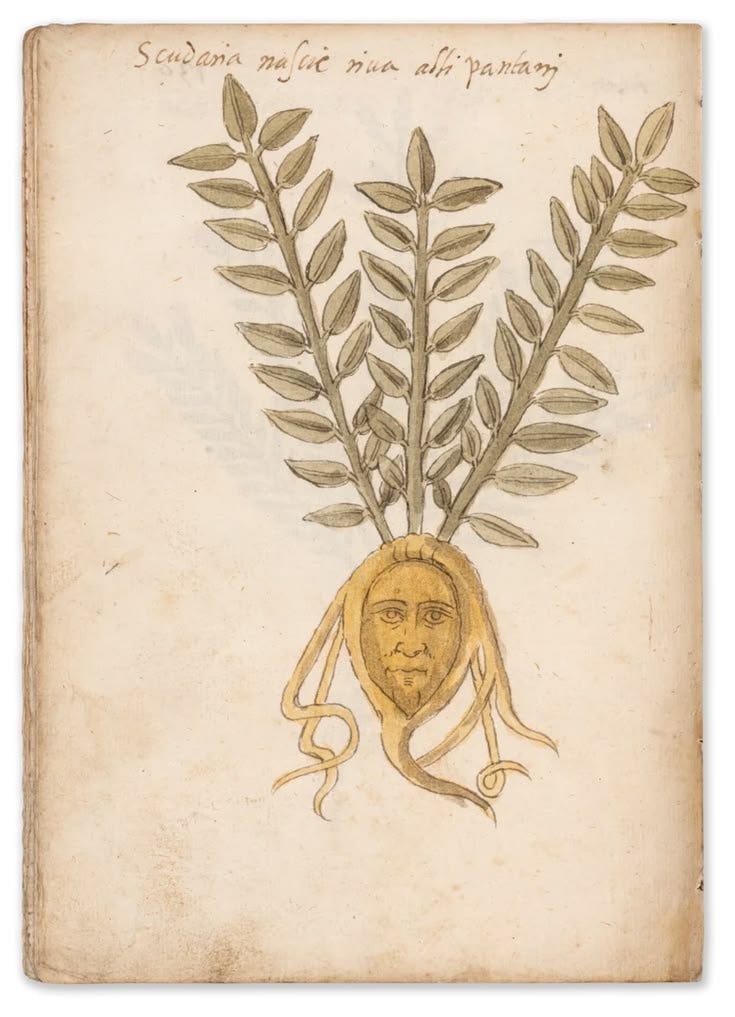 This may contain: an old book with a drawing of a plant on it
