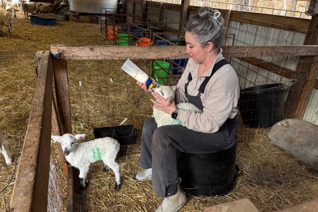 RaDonda Vaught tends to lambs on her farm north of Nashville, Tenn. She started getting offers to speak to medical audiences after being on probation for about a year. RaDonda Vaught tends to lambs on her farm north of Nashville, Tenn. She started getting offers to speak to medical audiences after being on probation for about a year.