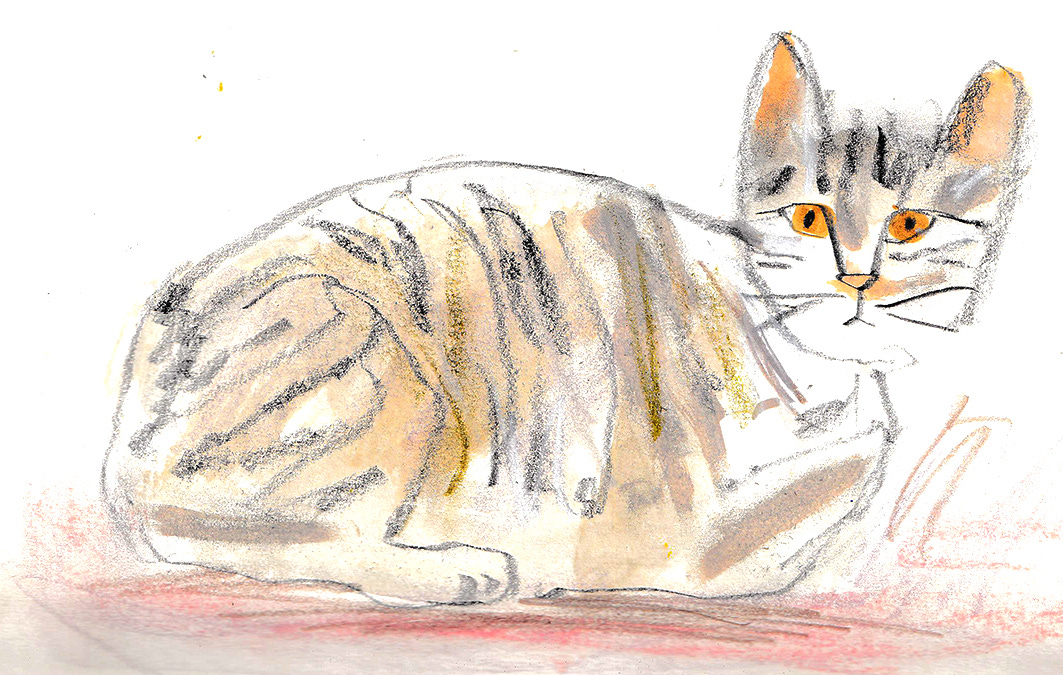 cat illustration by Beth Spencer cat illustration by Beth Spencer