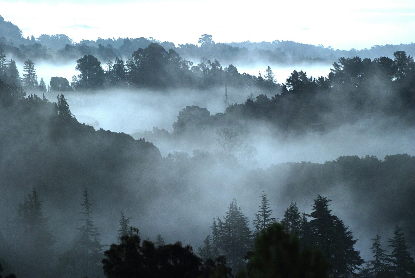 Wispy fog beneath tree tops Wispy fog beneath tree tops
