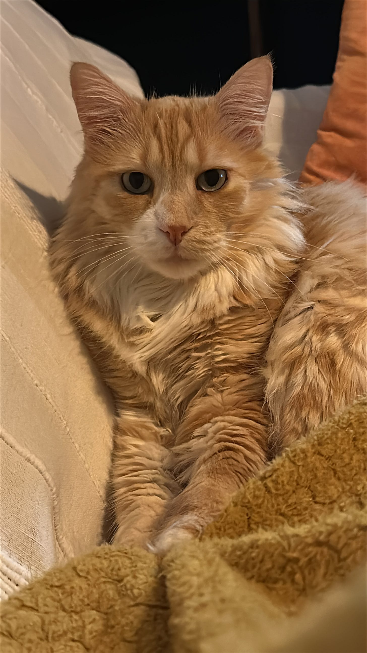 A beautiful golden cat named Hinko.