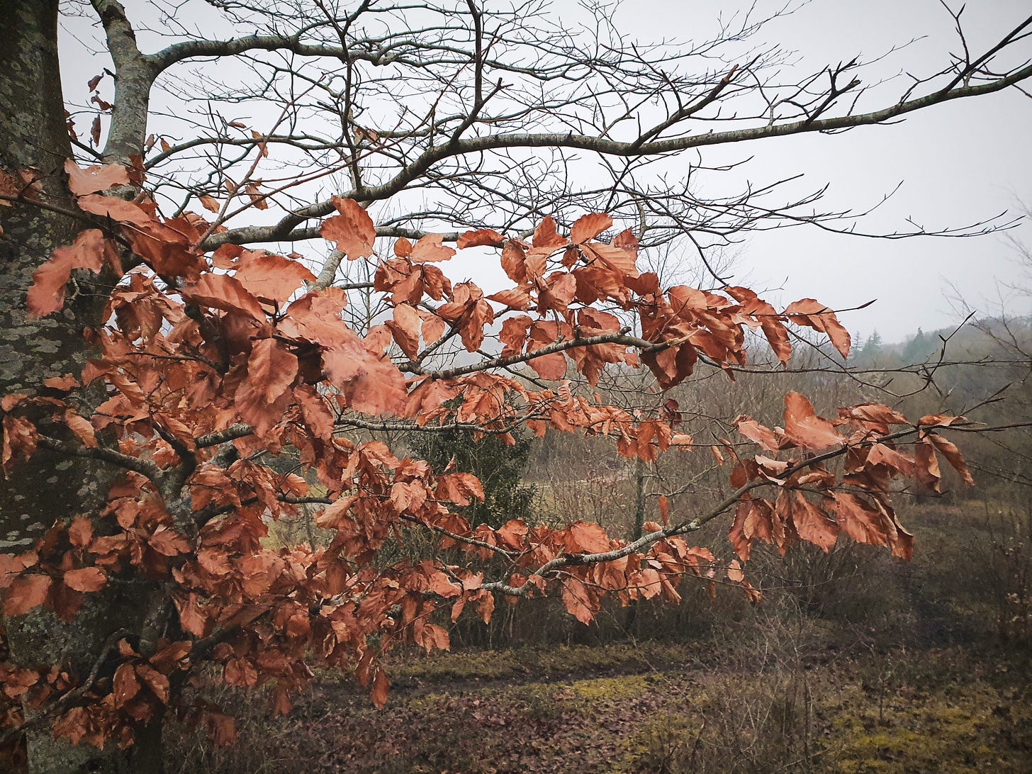 A picture of a branch with orange leaves