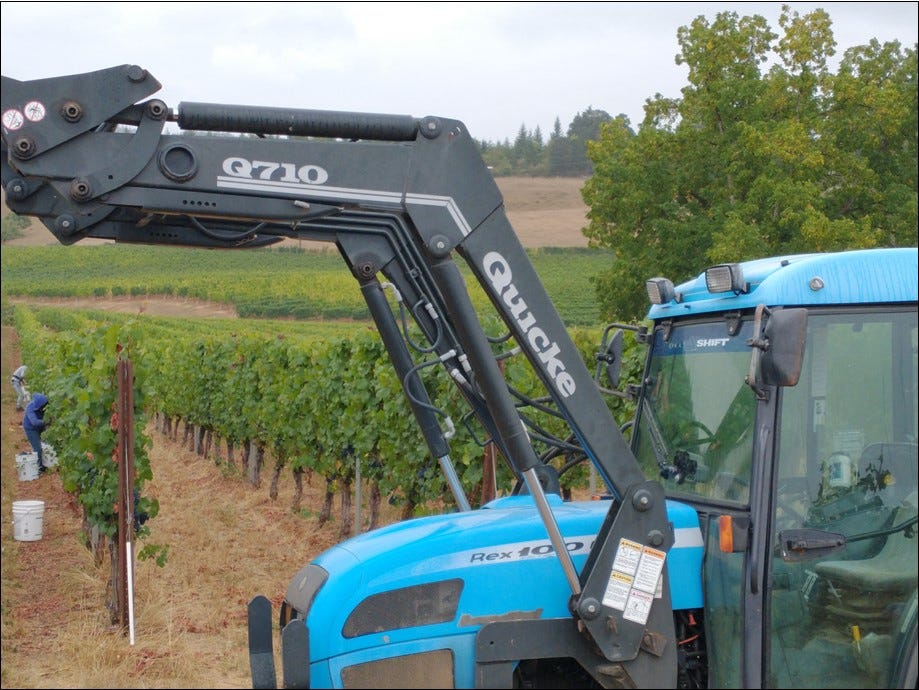 Cluster Plucking Dijon clone 777 Pinot Noir.