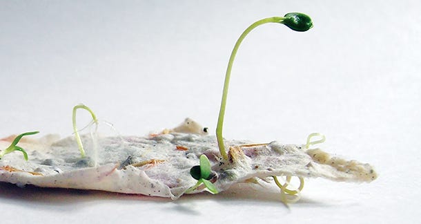 Plantable packaging: A zero-waste concept - Food Marketing Technology