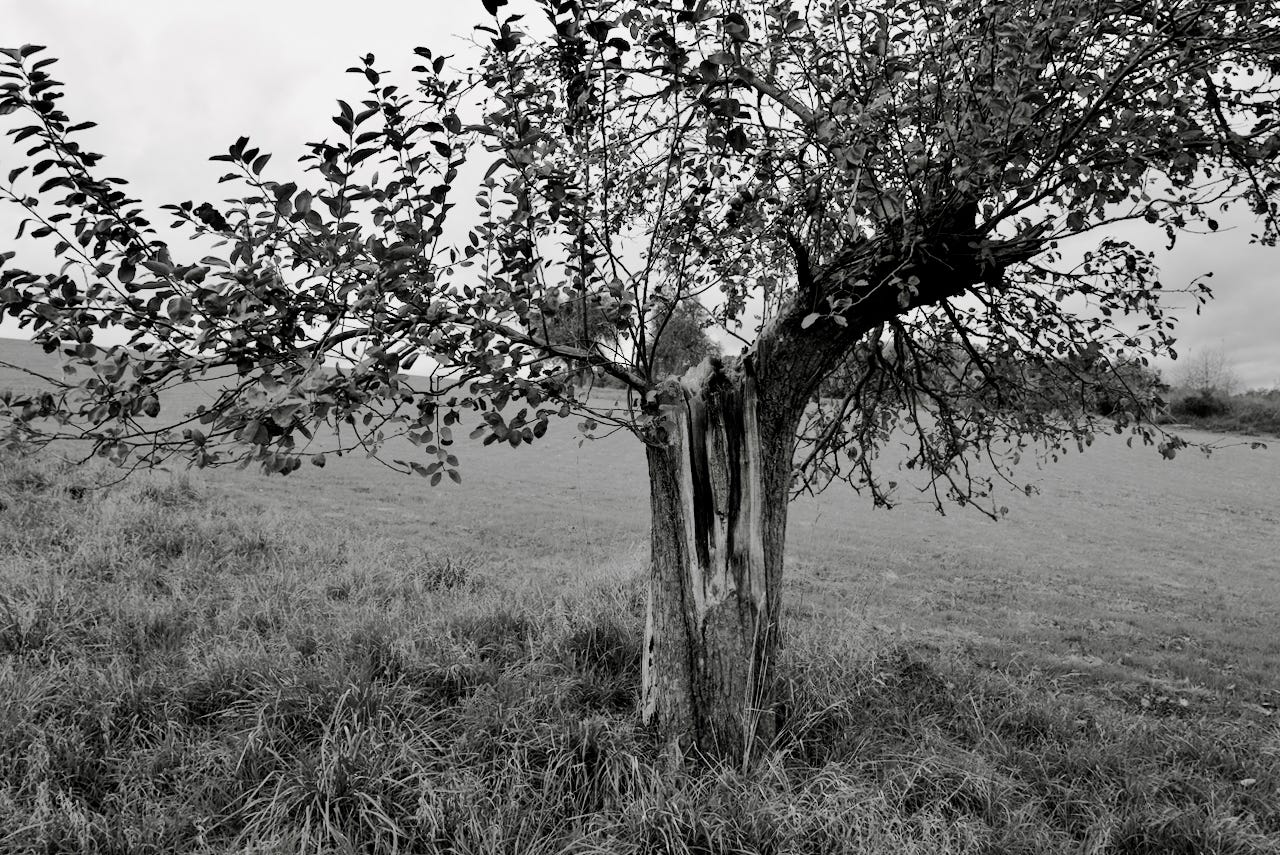 Natur – Sascha Büttner Fotografie