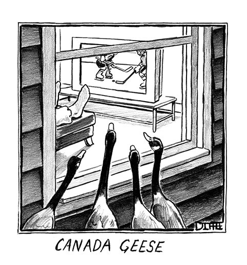 http://themacrotourist.com/images/Azure/CanadaGeese.png