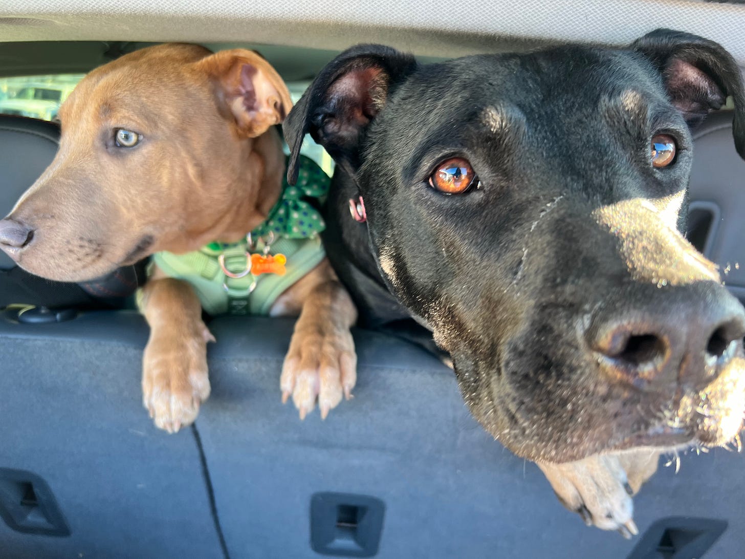 Abner & Mabel, sniffing your questions.